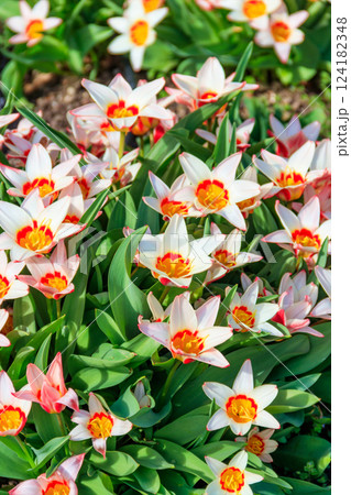 Flowerbed of beautiful tulips in the park at spring 124182348