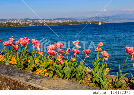 Beautiful colourful spring tulips on the background of Alps Mountains and Lake Geneva in Morges, Switzerland 124182373