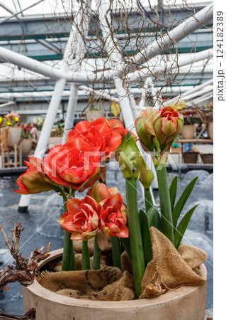 Beautiful red amaryllis flower. Big flowered hippeastrum Beautiful red amaryllis flower. Big flowered hippeastrum 124182389