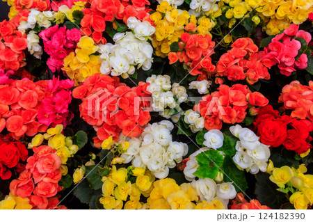 Background of the beautiful colorful begonia flowers Background of the beautiful colorful begonia flowers 124182390