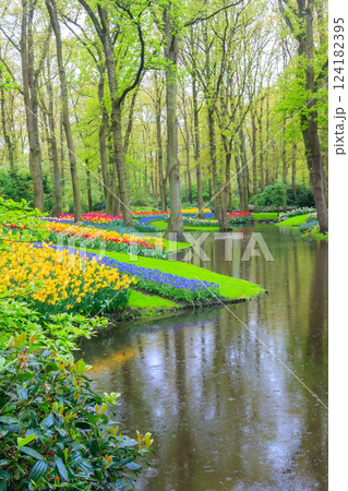 Scenic view of Keukenhof tulip garden in Lisse, Netherlands. Keukenhof is the most beautiful spring garden in the world. Beautiful ornamental garden landscape at Lisse, Netherlands 124182395