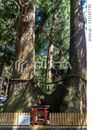 室生龍穴神社の連理の杉 124182746