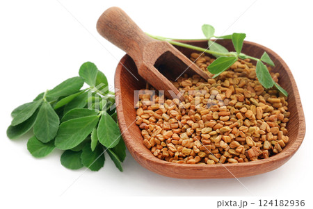 Fenugreek seeds with green leaves Fenugreek seeds with green leaves 124182936