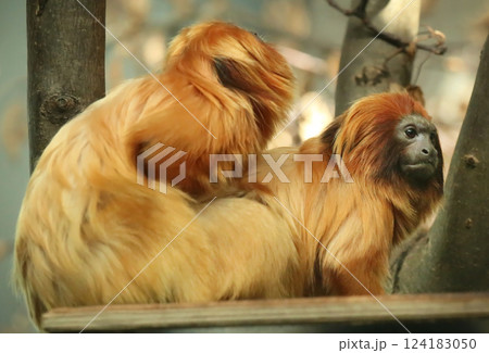 Golden lion tamarin Golden lion tamarin 124183050