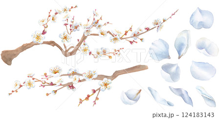 早春の花:白い梅の花の水彩イラスト。枝と花びらのセット。 早春の花:白い梅の花の水彩イラスト。枝と花びらのセット。 124183143