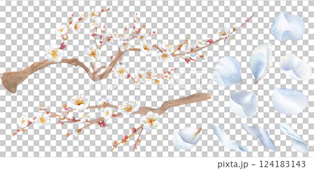 早春の花:白い梅の花の水彩イラスト。枝と花びらのセット。 早春の花:白い梅の花の水彩イラスト。枝と花びらのセット。 124183143