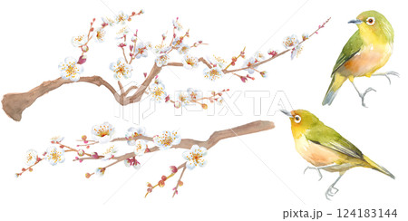早春の花：白い梅の花の水彩イラスト。枝と小鳥（メジロ）のセット。 124183144