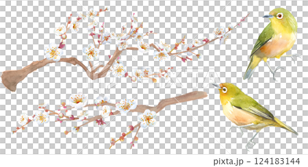 Early spring flowers: watercolor illustration of white plum blossoms. Set of branches and small bird (Japanese white-eye). Early spring flowers: watercolor illustration of white plum blossoms. Set of branches and small bird (Japanese white-eye). 124183144