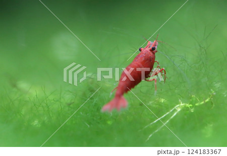 Red cherry shrimp 124183367