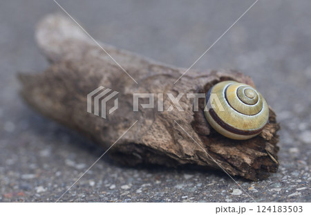 Closeup of a snail while Closeup of a snail while 124183503