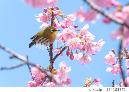 満開の河津桜とメジロ　青空バックで 124183572