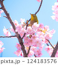 満開の河津桜とメジロ　青空バックで 124183576