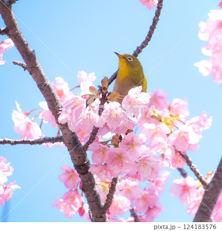 満開の河津桜とメジロ　青空バックで 124183576