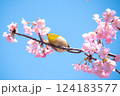 満開の河津桜とメジロ　青空バックで 124183577