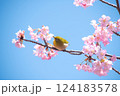満開の河津桜とメジロ　青空バックで 124183578