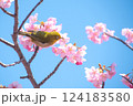 満開の河津桜とメジロ　青空バックで 124183580