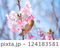 満開の河津桜とメジロ　青空バックで 124183581