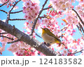 満開の河津桜とメジロ　青空バックで 124183582