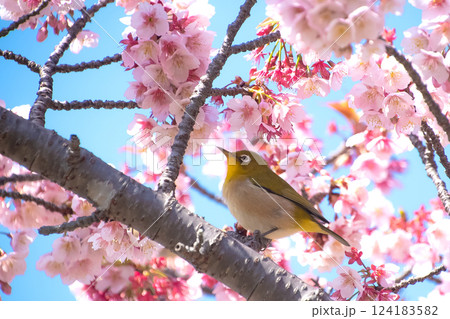 満開の河津桜とメジロ 青空バックで 満開の河津桜とメジロ 青空バックで 124183582