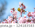 満開の河津桜とメジロ　青空バックで 124183583