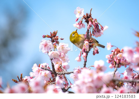 満開の河津桜とメジロ 青空バックで 満開の河津桜とメジロ 青空バックで 124183583