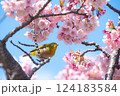 満開の河津桜とメジロ　青空バックで 124183584