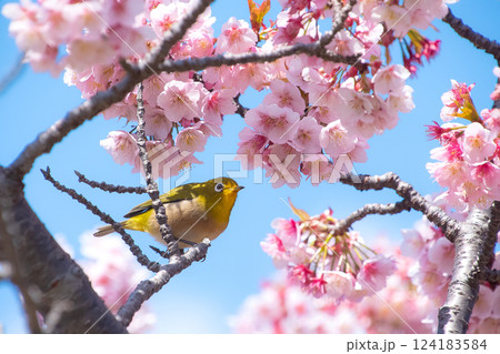 満開の河津桜とメジロ 青空バックで 満開の河津桜とメジロ 青空バックで 124183584