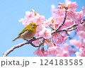 満開の河津桜とメジロ　青空バックで 124183585