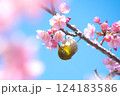 満開の河津桜とメジロ　青空バックで 124183586