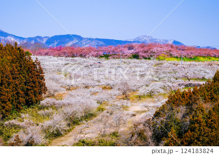 梅の郷大橋から白梅林 124183824