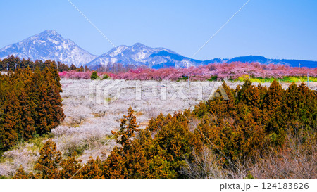 榛名山と箕郷梅林3 榛名山と箕郷梅林3 124183826