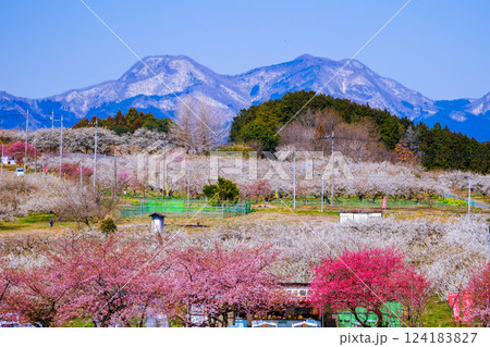 榛名山と箕郷梅林2 榛名山と箕郷梅林2 124183827