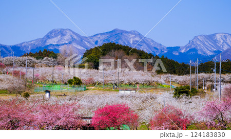 箕郷梅林と榛名山 124183830
