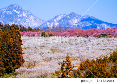 梅の郷大橋から榛名山1 梅の郷大橋から榛名山1 124183964