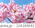 満開の河津桜　明石海峡公園早咲き桜まつり 124184042