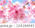 満開の河津桜　明石海峡公園早咲き桜まつり 124184043