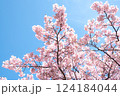 満開の河津桜　明石海峡公園早咲き桜まつり 124184044