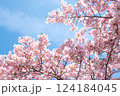 満開の河津桜　明石海峡公園早咲き桜まつり 124184045