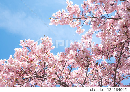 満開の河津桜　明石海峡公園早咲き桜まつり 124184045
