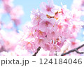 満開の河津桜　明石海峡公園早咲き桜まつり 124184046