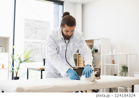 Veterinarian uses stethoscope while examining domestic cat on table in bright clinic room. Male veterinarian wearing white coat and gloves checks pet health. 124184324