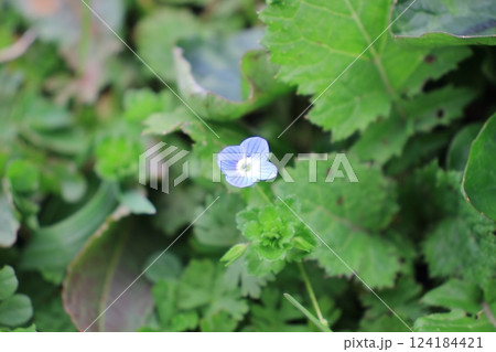 オオイヌノフグリ、太陽と日光を浴びる 124184421