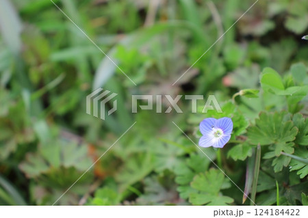 オオイヌノフグリ、パソコン背景に映える 124184422