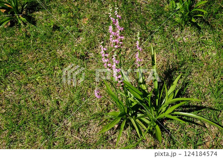 庭に咲くネジ花 【相模原市津久井 6月】 庭に咲くネジ花 【相模原市津久井 6月】 124184574