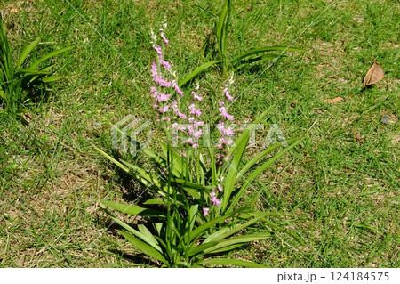 ネジ花咲く芝生　【相模原市津久井　6月】 124184575