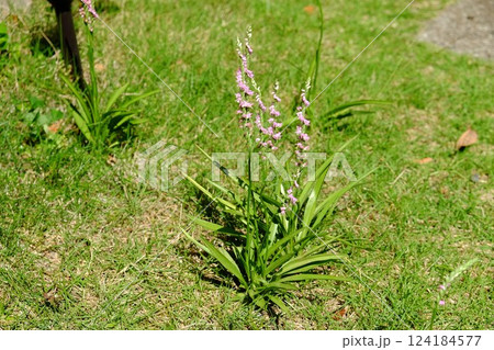 庭先のネジ花咲く 【相模原市津久井 6月】 庭先のネジ花咲く 【相模原市津久井 6月】 124184577