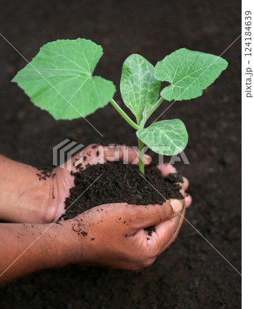 Seedling of a bottle gourd in hand Seedling of a bottle gourd in hand 124184639