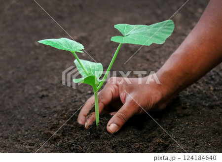 Seedling of a bottle gourd in hand Seedling of a bottle gourd in hand 124184640