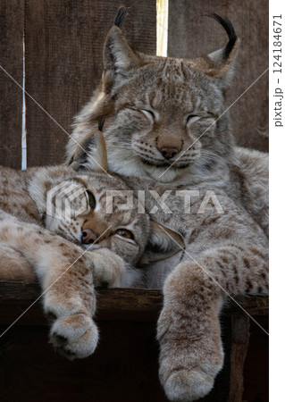 Eurasian lynx (lynx lynx) resting in enclosure on a sunny day. Eurasian lynx (lynx lynx) resting in enclosure on a sunny day. 124184671