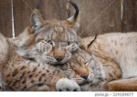 Eurasian lynx (lynx lynx) resting in enclosure on a sunny day. Eurasian lynx (lynx lynx) resting in enclosure on a sunny day. 124184677